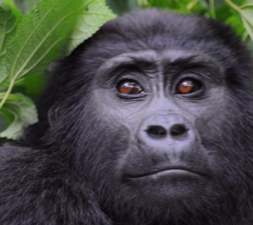 Rwanda gorilla trekking permits 2025.