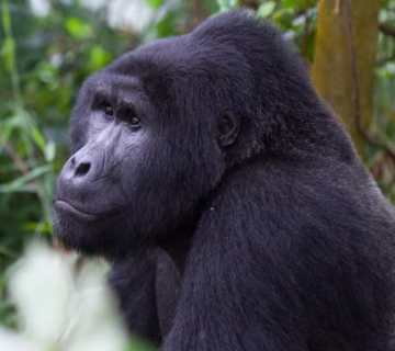 SILVERBACK GORILLA