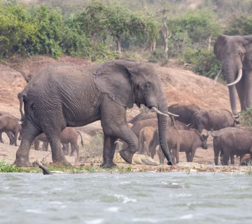 Safari activities to do around Lake Edward