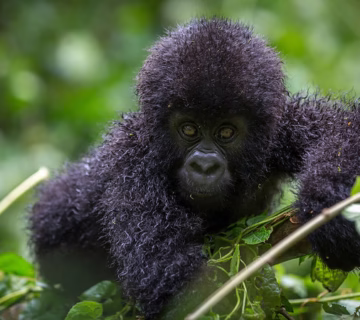 The Importance of following mountain gorilla trekking rules