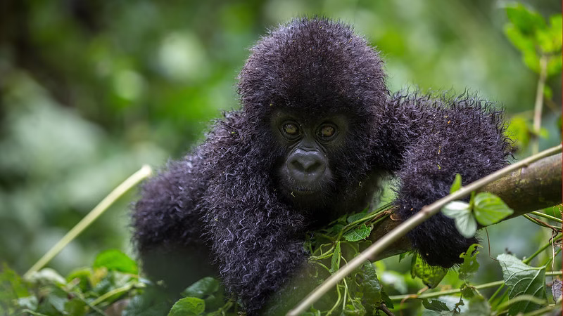 The Importance of following mountain gorilla trekking rules