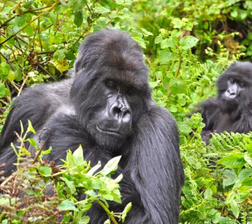 The New Gorilla Family