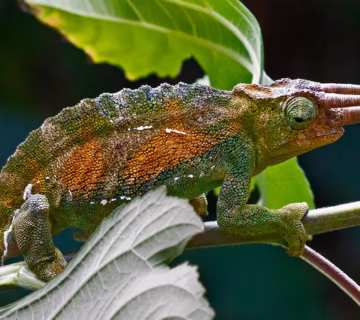 The Three horned chameleons in Bwindi impenetrable national park