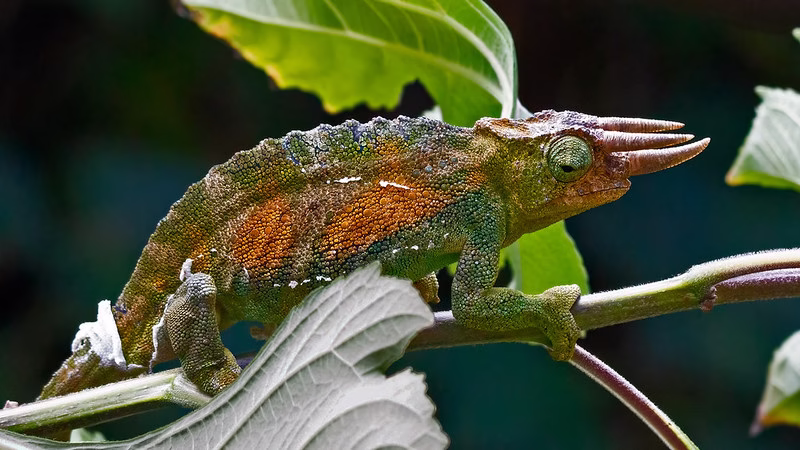 The Three horned chameleons in Bwindi impenetrable national park