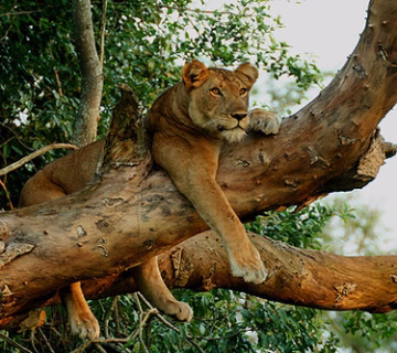 The tree climbing lions in Ishasha sector.