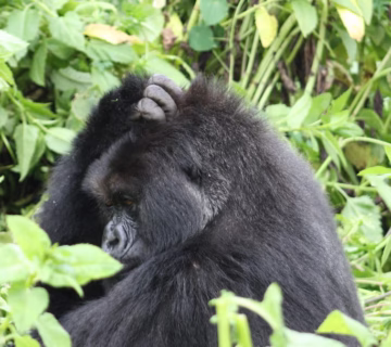 Things to consider when booking a solo gorilla trekking safari in Uganda