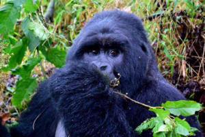 Mgahinga Gorilla Trekking Packages: The Best 2026 Guide
