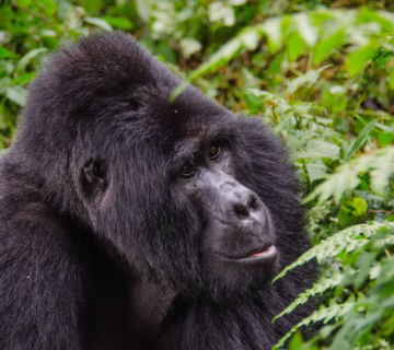 Tips for gorilla trekking