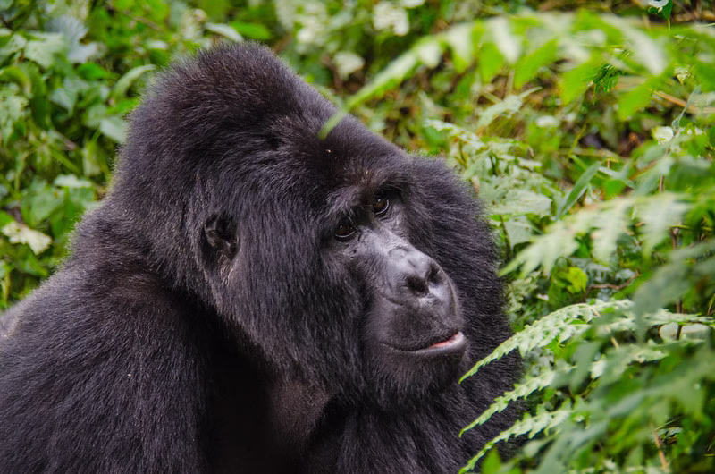 Tips for gorilla trekking