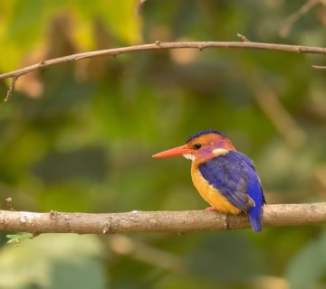 Top 10 birds in Bwindi
