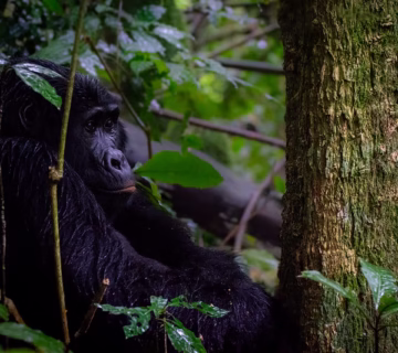 Top 5 things to do on honeymoon in Bwindi impenetrable national park