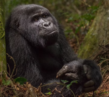 Top 7 Uganda Safari Activities in 2022