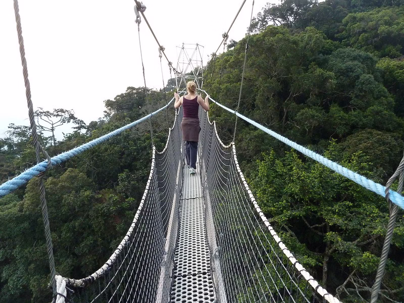 Top Activities in Nyungwe forest national park
