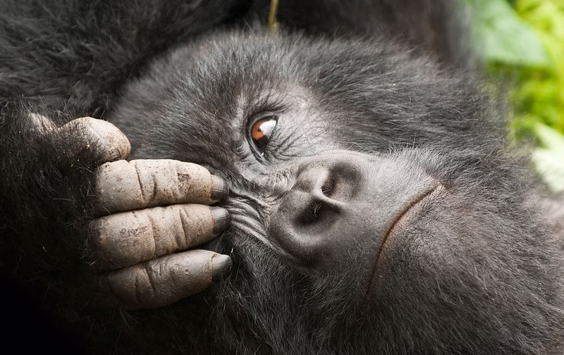 Top Things to do in Virunga National Park