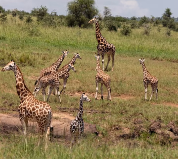 Top activities in Kidepo valley national park