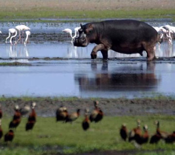 Top safari activities to do in Uganda 20232024