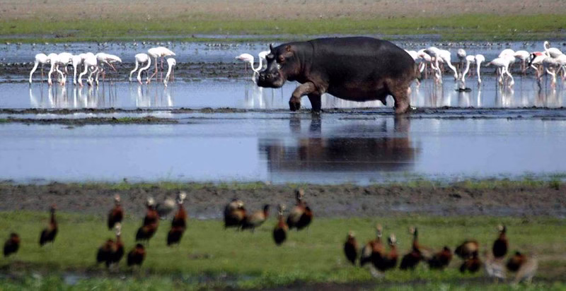 Top safari activities to do in Uganda 20232024