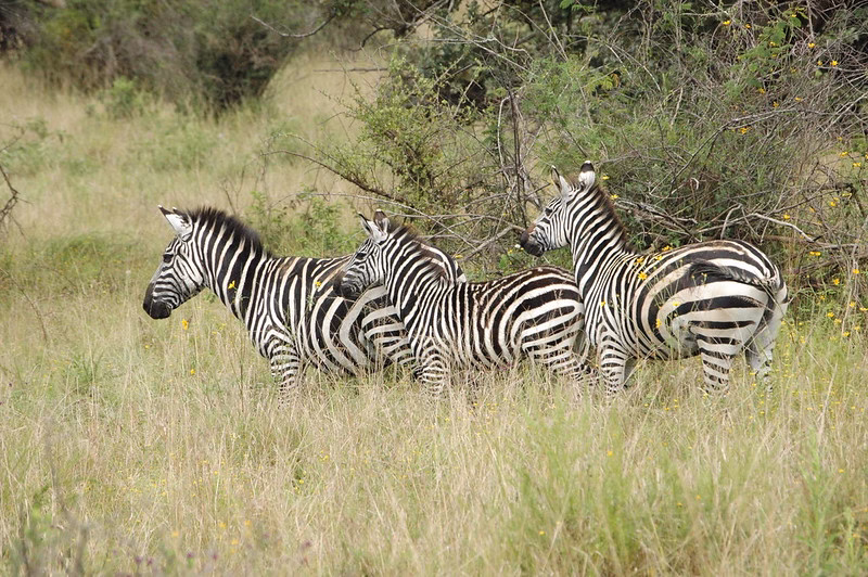 Top things to do during your safari in Rwanda