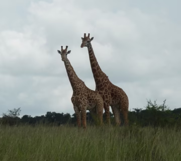 Top things to do in Akagera national park