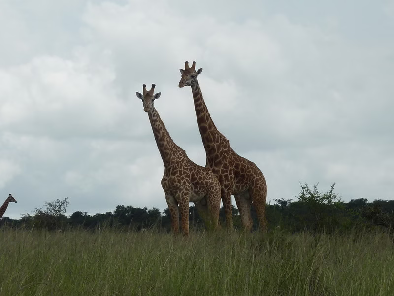 Top things to do in Akagera national park