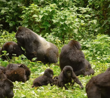 Top things to do in Bwindi impenetrable national park 2024