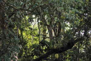 Kibale Forest Chimpanzee Tracking Tours: The Best Guide Kibale Forest Chimpanzee Tracking Tours: The Best Guide