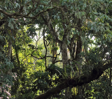 Top things to do in Kibale forest national park
