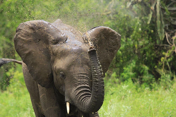 Top things to do in Queen Elizabeth national park