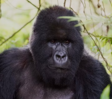 Top things to do in Volcanoes national park Rwanda
