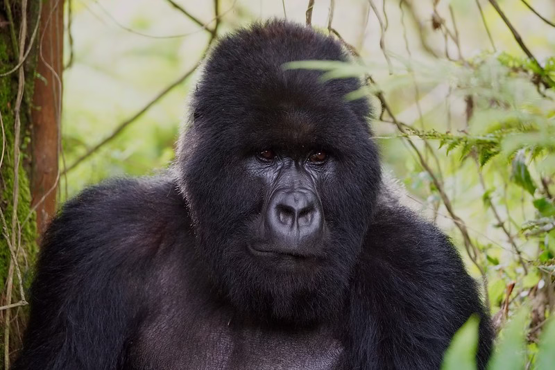 Top things to do in Volcanoes national park Rwanda