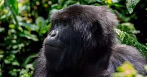 All-Inclusive Rwanda Gorilla Safari: The Ultimate Luxury 