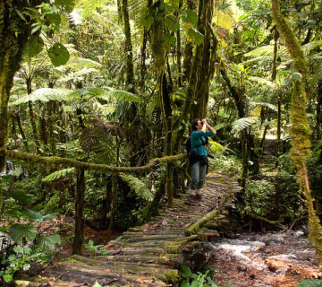 Travel Guide to Bwindi Impenetrable National Park