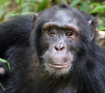 Travel guide for chimpanzee trekking in Uganda