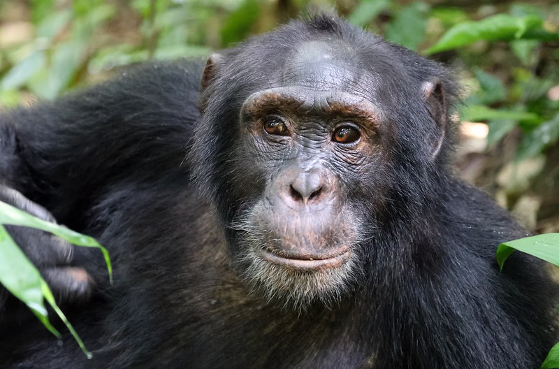 Travel guide for chimpanzee trekking in Uganda