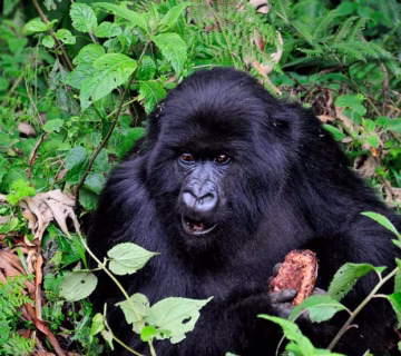 Travel guide to gorilla trekking in Volcanoes national park Rwanda