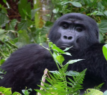 Uganda Gorilla Holidays