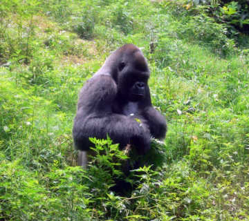 Uganda Gorilla Safari