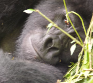 Uganda Gorilla Safari Companies