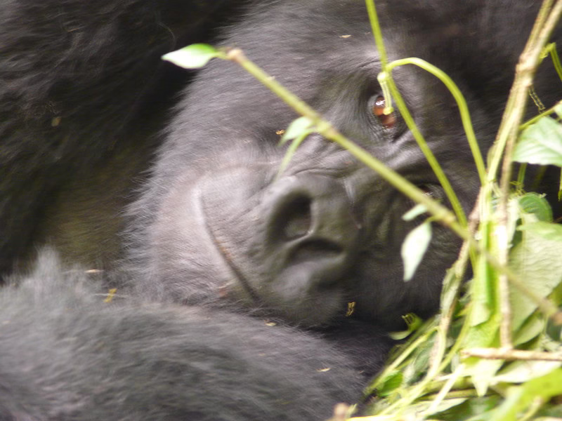 Uganda Gorilla Safari Companies