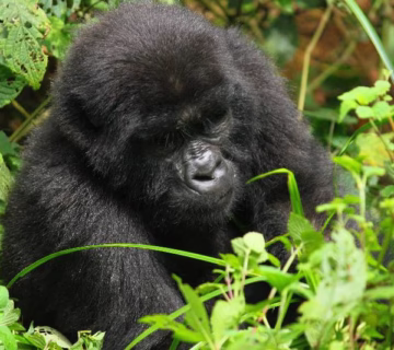 Uganda Gorilla Trekking in April