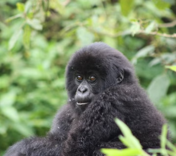 Uganda Gorilla Trekking in December