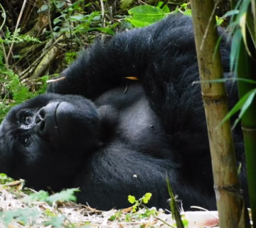 Uganda gorilla trekking safari in 2025