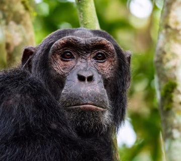 Uganda home of Fascinations