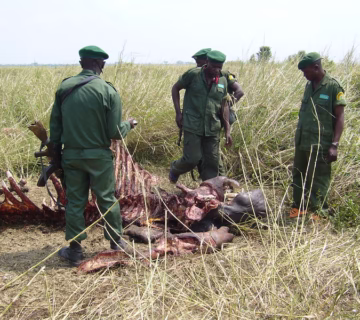 Virunga National Park Ranger Attack