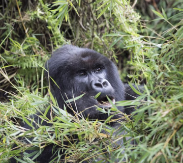 Ways to protect Mountain Gorillas