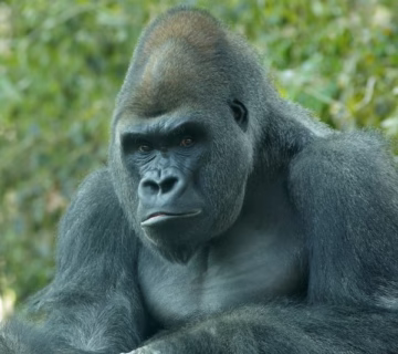 Western Lowland Gorillas