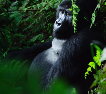 What is Bwindi Impenetrable National Park famous for