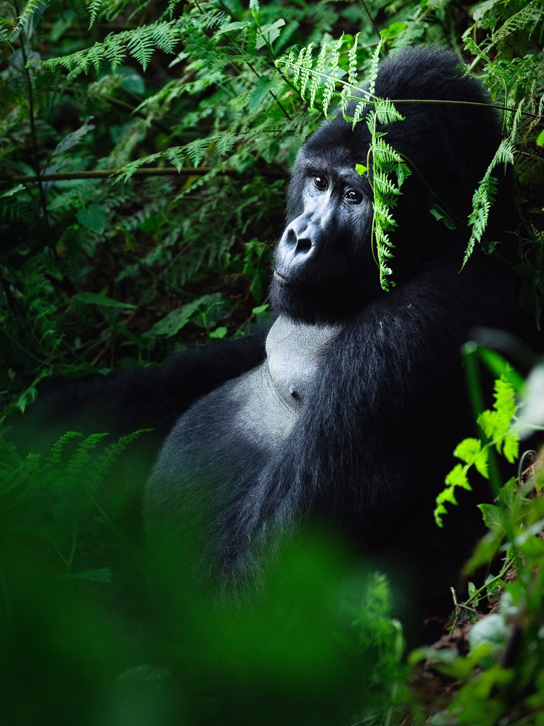 What is Bwindi Impenetrable National Park famous for