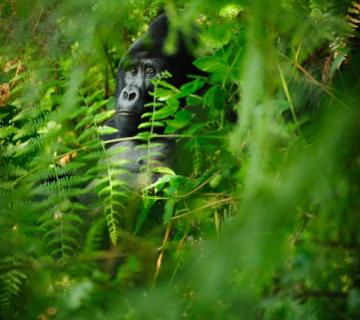 What is Bwindi Impenetrable National Park’s unique selling point