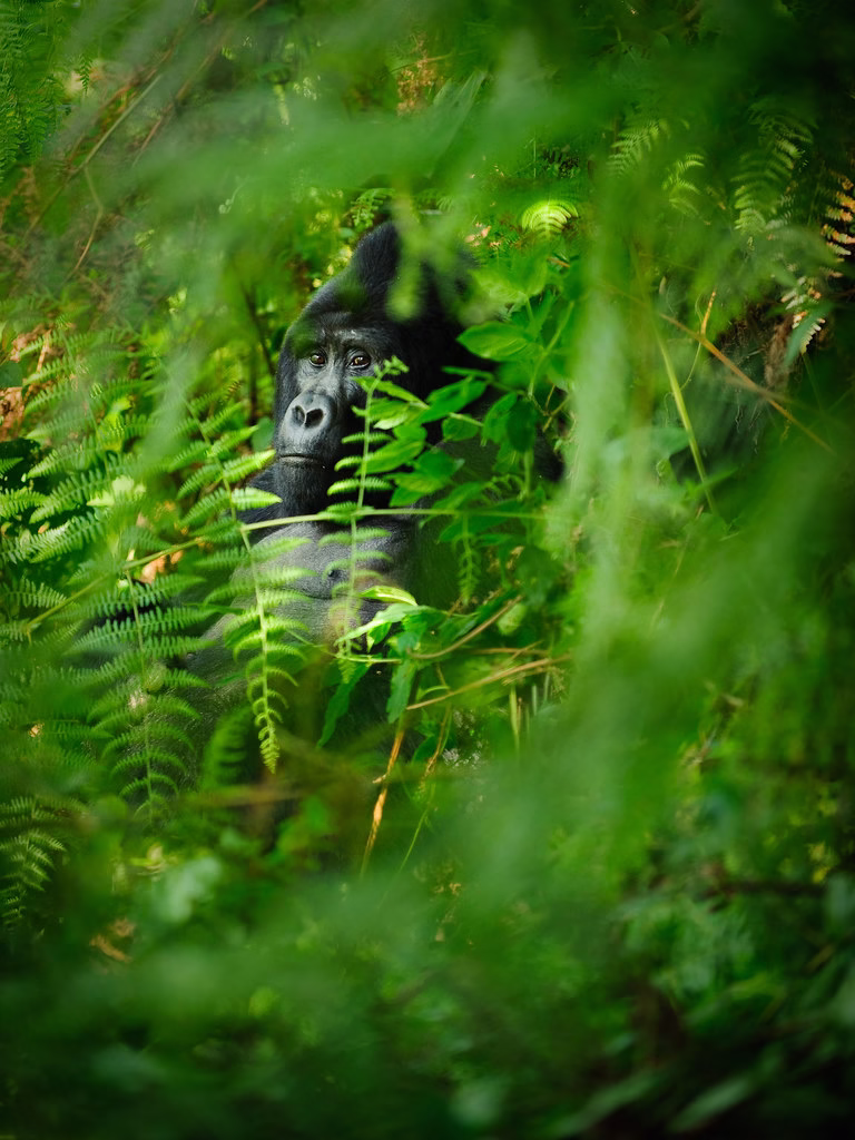 What is Bwindi Impenetrable National Park’s unique selling point